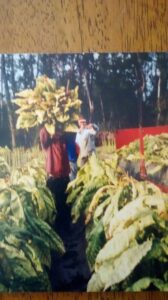 My dad Armando working in a tobacco field