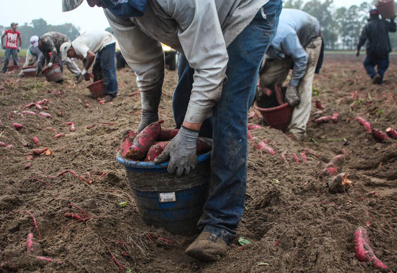 Field workers in the field picking sweet potatoes